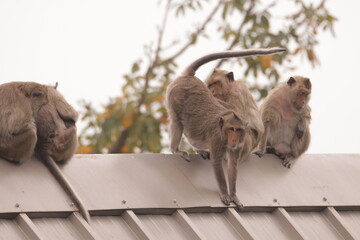 원숭이들의 다양한 행동패턴, 표정, 눈짓, 상호관계, 태국 방센 카오삼묵 산정상 지붕위에서...  © rokacaptain