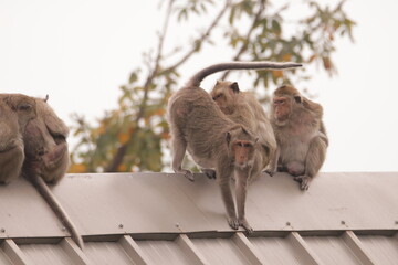 원숭이들의 다양한 행동패턴, 표정, 눈짓, 상호관계, 태국 방센 카오삼묵 산정상 지붕위에서...  © rokacaptain