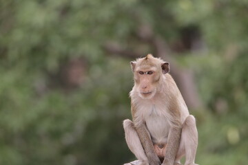 원숭이들의 다양한 행동패턴, 표정, 눈짓, 상호관계, 태국 방센 카오삼묵 산정상 지붕위에서...
