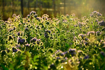 pole kwitnącej faceli pokrytej rosą i oświetlonej słońcem, facelia pod słońce, niebieskie kwiaty facelii na łące, Phacelia tanacetifolia, blue phacelia flowers in the meadow, Lacy phacelia flowers  © kateej
