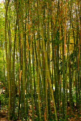 gęsto rosnące, wysokie pędy bambusa tworzące gęste zarosla, Bambusa vulgaris, common bamboo © kateej