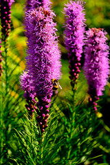 kwitnąca liatra kłosowa, fioletowe kwiaty laitry, pszczoła na kwiatach liatry, Liatris spicata, dense blazing star, prairie feather, gayfeather, button snakewort  © kateej