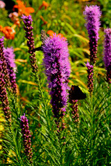 kwitnąca liatra kłosowa, fioletowe kwiaty liatry, motyle na kwiatach liatry, Liatris spicata, dense blazing star, prairie feather, gayfeather, button snakewort  © kateej