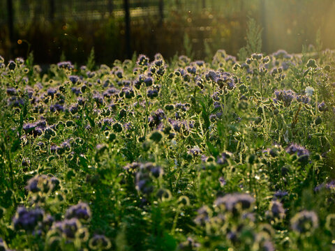 pole kwitnącej faceli pokrytej rosą i oświetlonej słońcem, facelia pod słońce, niebieskie kwiaty facelii na łące, Phacelia tanacetifolia, blue phacelia flowers in the meadow, Lacy phacelia flowers	
