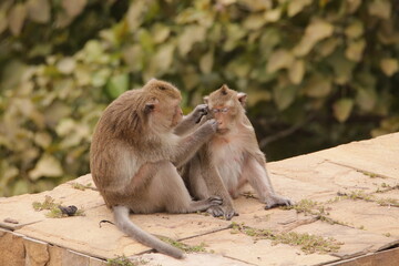 털 고르고 이 잡아주는 잉꼬부부같이 사이좋은 원숭이, 긴꼬리 원숭이, 태국 방센 카오삼묵  © rokacaptain