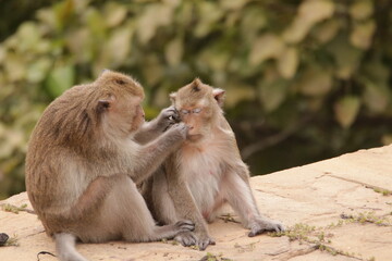털 고르고 이 잡아주는 잉꼬부부같이 사이좋은 원숭이, 긴꼬리 원숭이, 태국 방센 카오삼묵  © rokacaptain