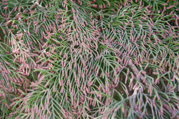 chamaecyparis seeds on a tree, ripe seeds in the process of being dispersed by the wind close-up © retbool