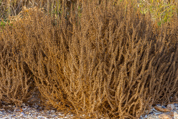 A dried bush of Russian thistle (Salsola tragus)