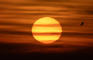 A sunset or sunrise, capturing a large, orange sun low on the horizon with clouds and a silhouetted bird