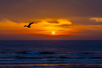 Landscape with a beautiful moment of a bird flying over the ocean during a vibrant sunset or sunrise