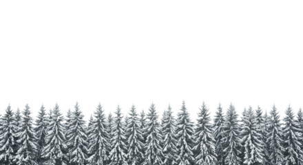 a panoramic establishing shot of a razor-sharp straight line of deep green, snow-flocked pines against a clean, high-key infinite white backdrop. Concept for winter commercial purity