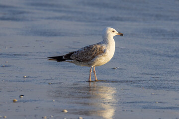 Close-up of the profile of a seagull standing on the sand at the seaside