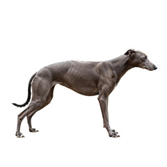 Fototapeta premium Lean whippet dog standing profile isolated on transparent background