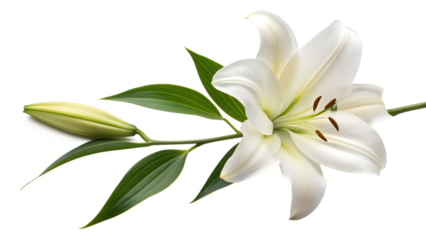 White lily of the valley flower in a spring bloom closeup