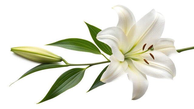 White lily of the valley flower in a spring bloom closeup