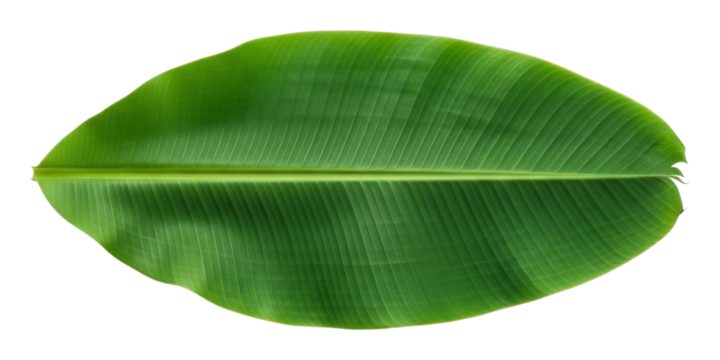 Leaf composition study nature plant green environment isolated on transparent background - Powered by Adobe