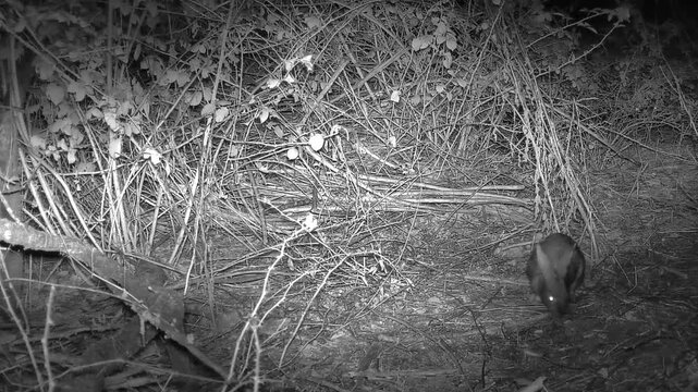 Sortie d'un lapin, pendant la nuit, dans la campagne