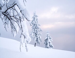 Snowy Winter Landscape with Evergreens