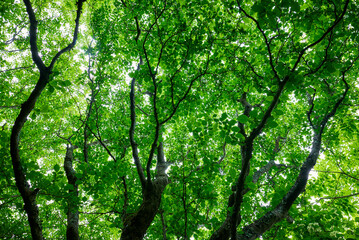 奈良県 曽爾高原の風景
