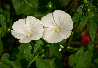 Ślazówka letnia, białe kwiaty ślazówk, ślazówka ogrodowa, ślazówka jednoroczna, Lavatera trimestris, white flowers of annual mallow  © kateej