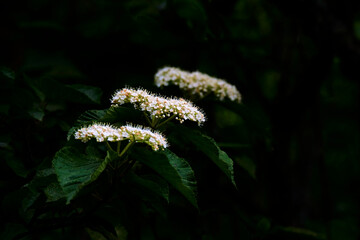 奈良県 曽爾高原の風景