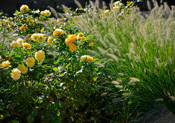 kwitnąca rozlpenica i zółte róże, rozplenica japońska (Pennisetum alopecuroides), Pennisetum grass, yellow rose and Pennisetum alopecuroides, fountain grass  © kateej