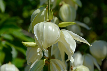 kwitnąca juka karolińska z bliska, Yucca filamentosa, Adam’s needle and thread  © kateej