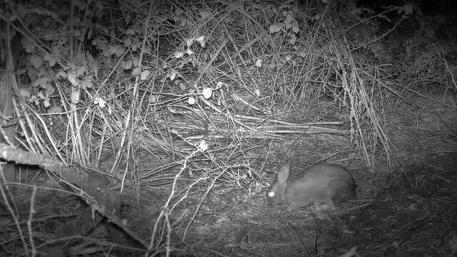 Sortie d'un lapin, pendant la nuit, dans la campagne
