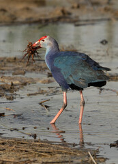 Grey-headed Swamphen holding roots of aquatic plant at Buhair lake, Bahrain