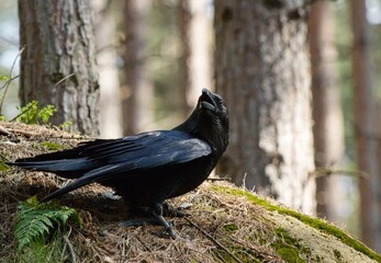raven on the rock