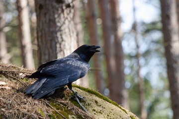 raven on the rock