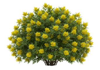 Three perfectly shaped mature sambucus (elderflower) shrubs with dense deep green leaves and luminous yellow flowers, isolated on a transparent background. Concept for architectural rendering