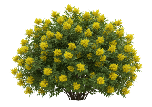 Three perfectly shaped mature sambucus (elderflower) shrubs with dense deep green leaves and luminous yellow flowers, isolated on a transparent background. Concept for architectural rendering