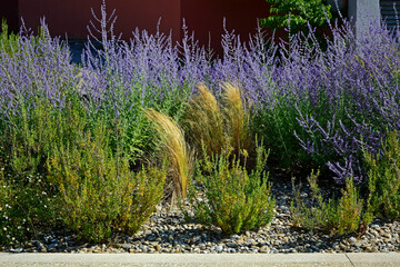 Naklejka premium perowskia łobodolistna i ostnica (salvia yangii, perovskia atriplicifolia) mediterranean garden, prowansalski ogród 