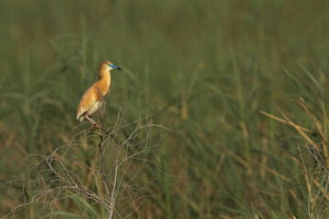 Squacco Heron perched on dry bush with green backdrop at Buhair lake, Bahrain