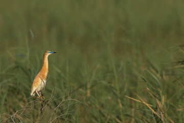 Squacco Heron on green at Buhair lake, Bahrain