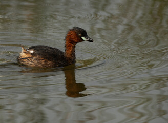 Closeup of a Little grebe at Tubli bay, Bahrain