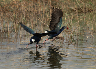 Grey-headed Swamphen territory fight at Buhair lake, Bahrain