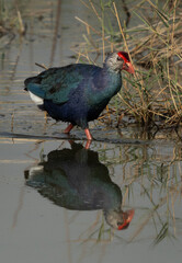 Grey-headed Swamphen and refleciton on water at buhair lake, Bahrain