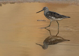 Common Greenshank at Tubli bay, Bahrain