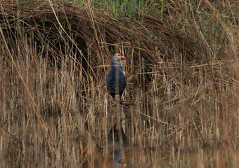 Grey-headed Swamphen at buhair lake, Bahrain