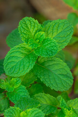 Close up of fresh mint leaf tips growing on the plant, showing vibrant green color and healthy texture. © Latthaphon