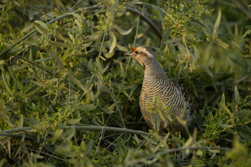 Closeup of a Grey francolin on green at Hamala, Bahrain