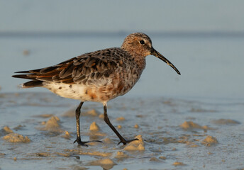 Portrait of a Curlew Sandpiper at Busaiteen coast of Bahrain