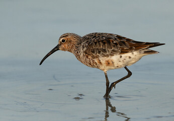 Curlew Sandpiper at Busaiteen coast of Bahrain