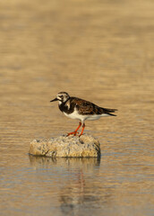 Portrait of a Ruddy Turnstone at Busaiteen coast, Bahrain