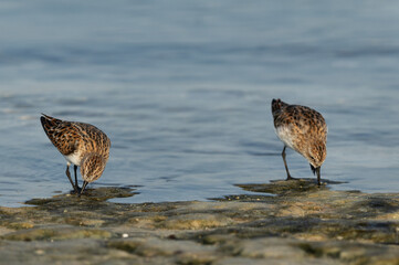 A pair of Little Stint feeding at Busaiteen coast, Bahrain
