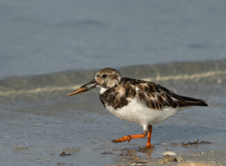Ruddy Turnstone feeding at Busaiteen coast, Bahrain