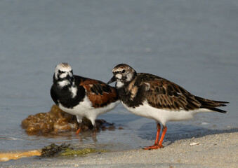 A pair of a Ruddy Turnstone at Busaiteen coast, Bahrain