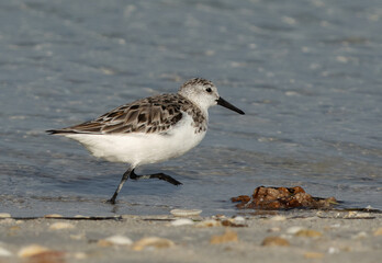 Sanderling running  at Busaiteen coast, Bahrain